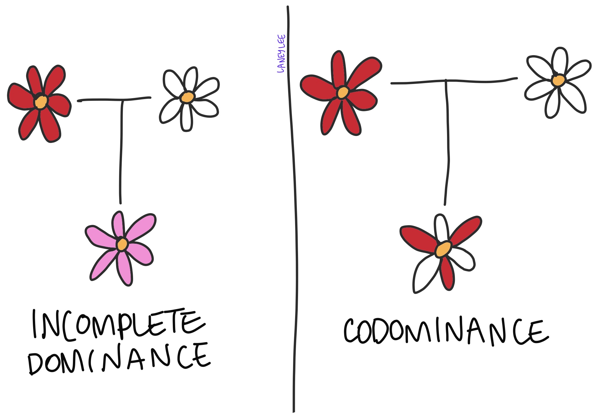<p><span><strong>incomplete </strong>dominance results in a <em>mix </em>of traits, while <strong>codominance </strong>results in both traits being expressed <em>separately </em></span></p>