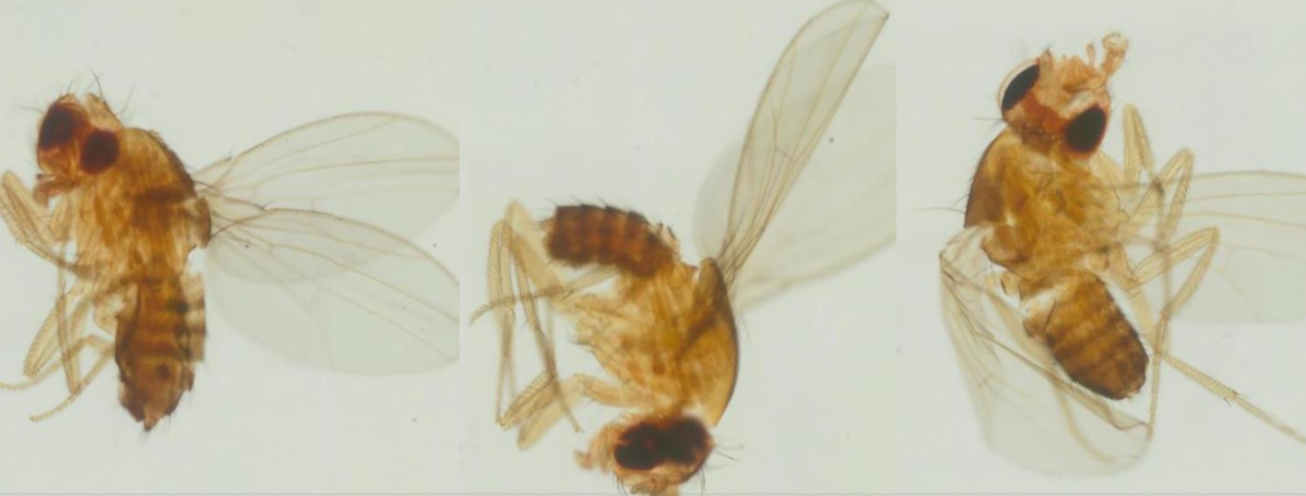 <p>Muszka owocowa - imago (Drosophila melanogaster)</p><p>„Jak dostaniecie preparat muszki to łatwo rozpoznać imago bo są na preparacie aż 4 osobniki. Na szkiełkach z mutantami jest ich zwykle maksymalnie 2.”</p>