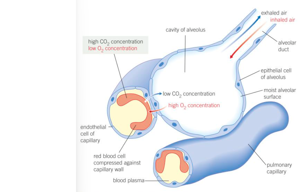 <ul><li><p>red blood cells slow as they pass through pulmonary capillaries allowing more time for diffusion</p></li><li><p>distance between alveolar air and rbc is reduced as rbcs are flattened against capillary walls</p></li><li><p>walls of alveoli and capillaries are very thin and so diffusion distance is short</p></li><li><p>alveoli and pulmonary capillaries have very large total surface area</p></li><li><p>steep conc.grad. due to ventilation and blood circulation</p></li><li><p>blood flow through pulmonary capillaries maintains conc.grad</p></li></ul><p></p>