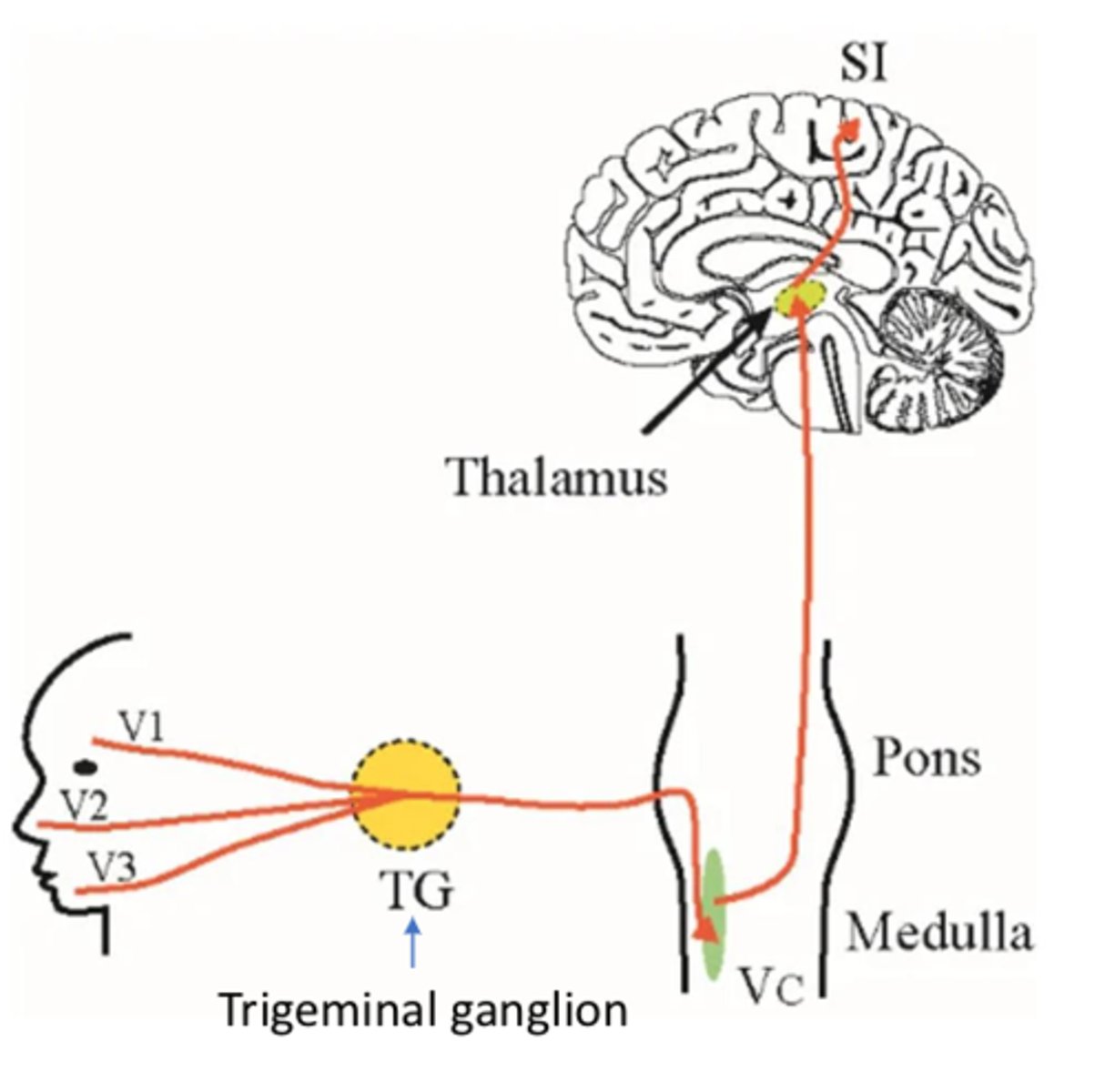 <p>- Normal</p><p>- Ipsilateral, usually unilateral involvement</p>