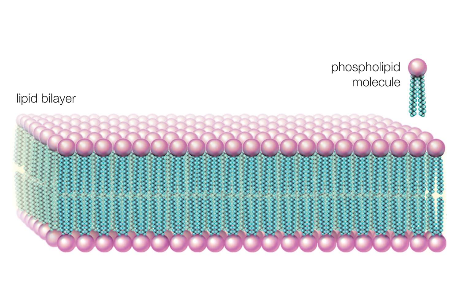 <p>Phospholipids </p>