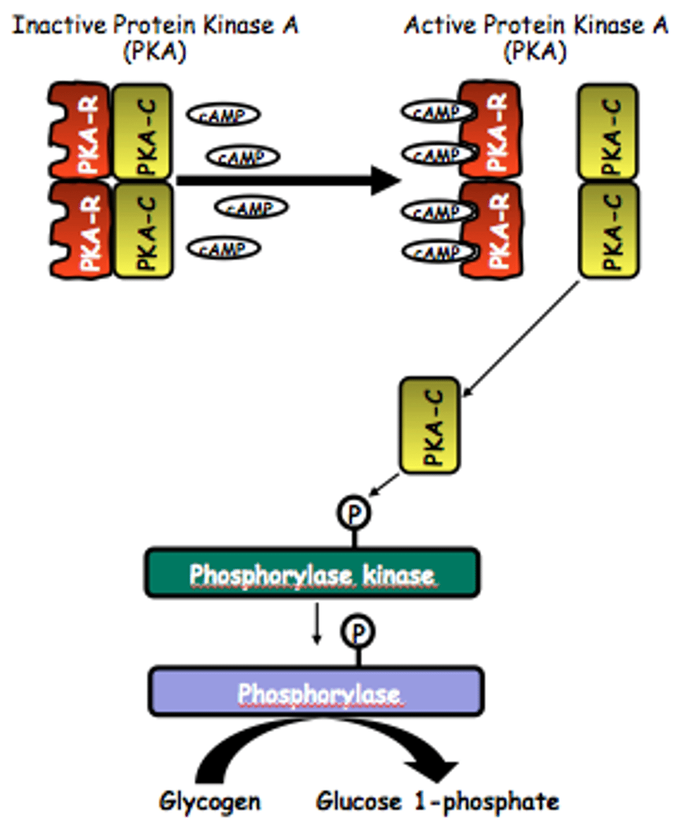 <p>adenyl cyclase (AC) stimulation</p><p>↓</p><p>formation of cAMP</p><p>↓</p><p>activates protein kinase A (PKA) </p><p>↓</p><p>phosphorylates proteins that mediate hormonal activity</p>