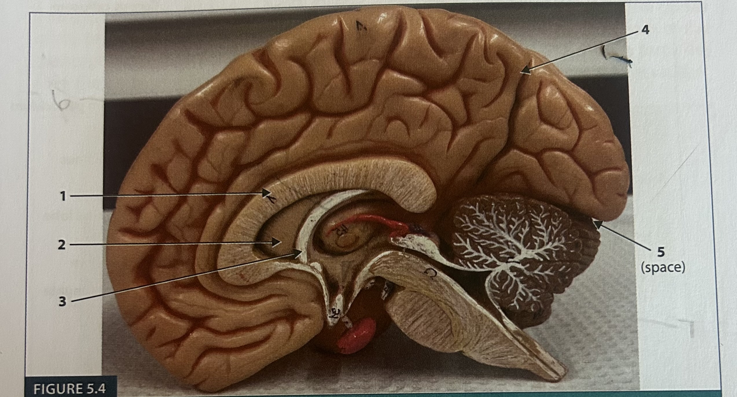 <p>3</p>