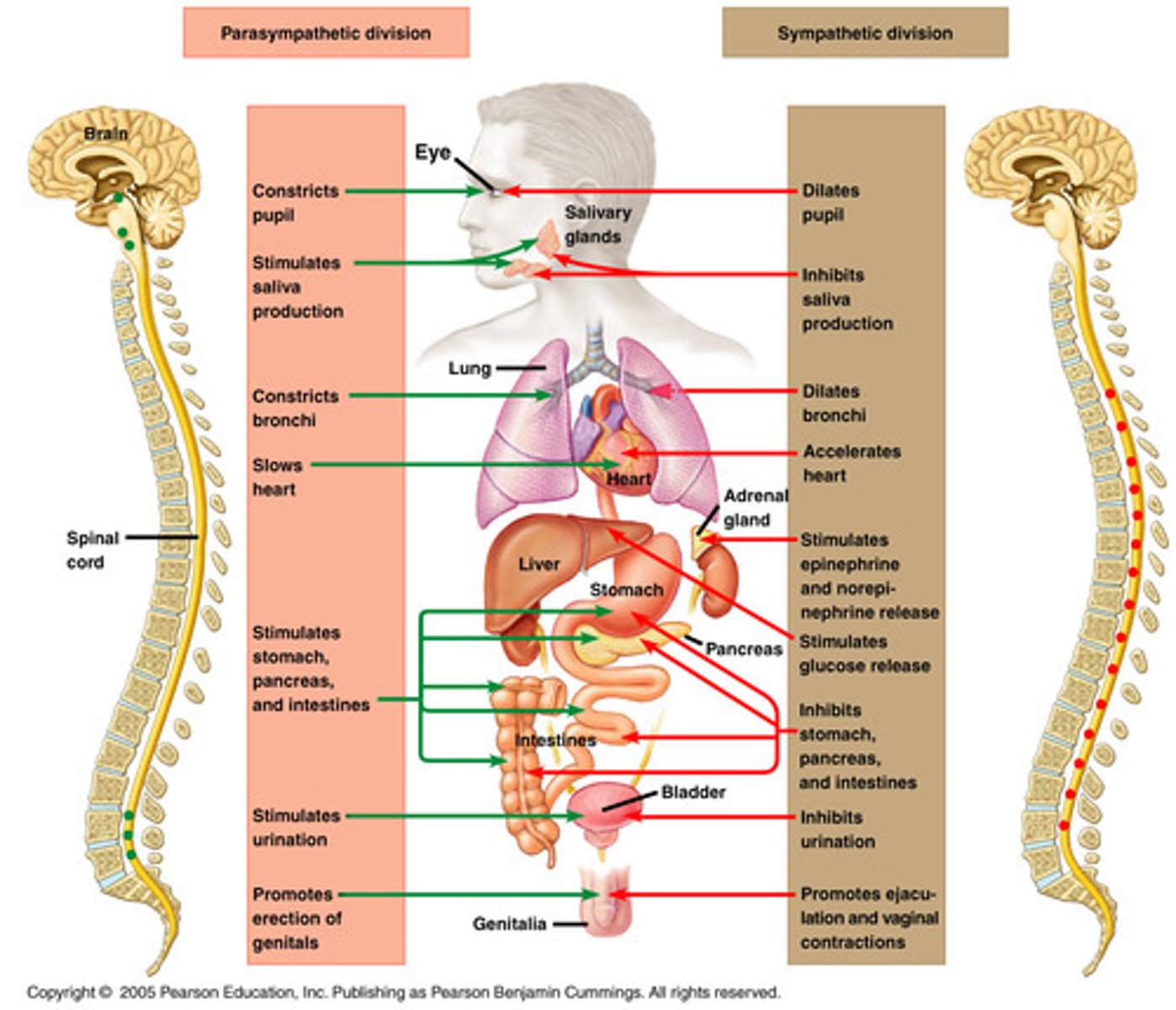 <p>- Speeds up bodily processes such as heart beat, respiration, blood pressure, sweat glands</p><p>- Originate form middle of spinal cord</p><p>- Passes through sympathetic ganglion cells</p>