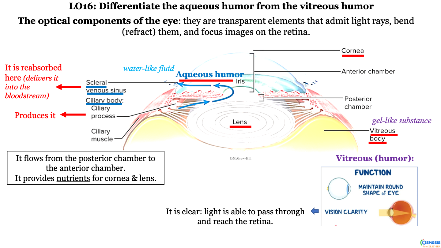 it flows from the ciliary body (posterior chamber) to the scleral venous sinus (anterior chamber); it passes the lens, iris, and then cornea