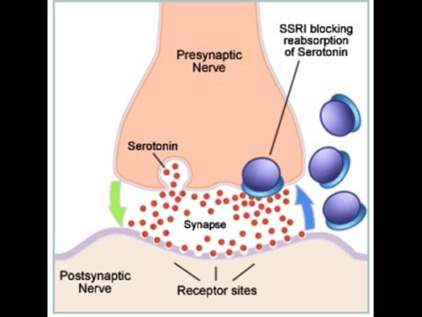 <p>Increase the amount of serotonin by blocking the reuptake pump in the presynaptic neuron.</p><p>This allows more serotonin to attach to the receptors.</p>