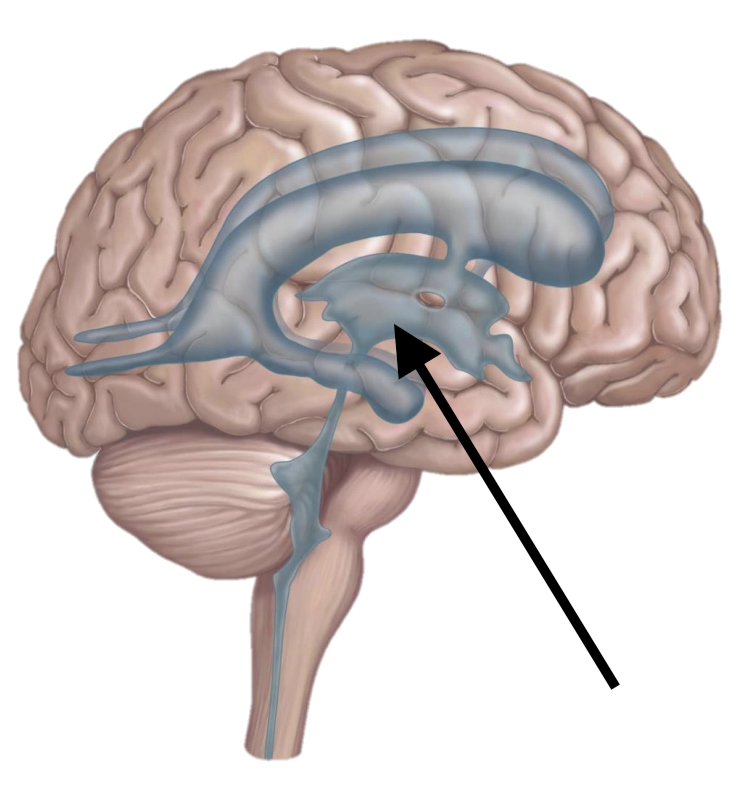 <p>Name the structure</p>