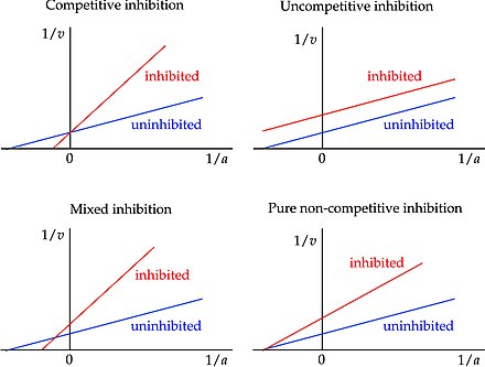 <p>Binds to an allosteric site on the enzyme to induce a change in enzyme conformation; Binds equally well to the enzyme and ES complex; Decreases Vmax, no effect on Km</p>