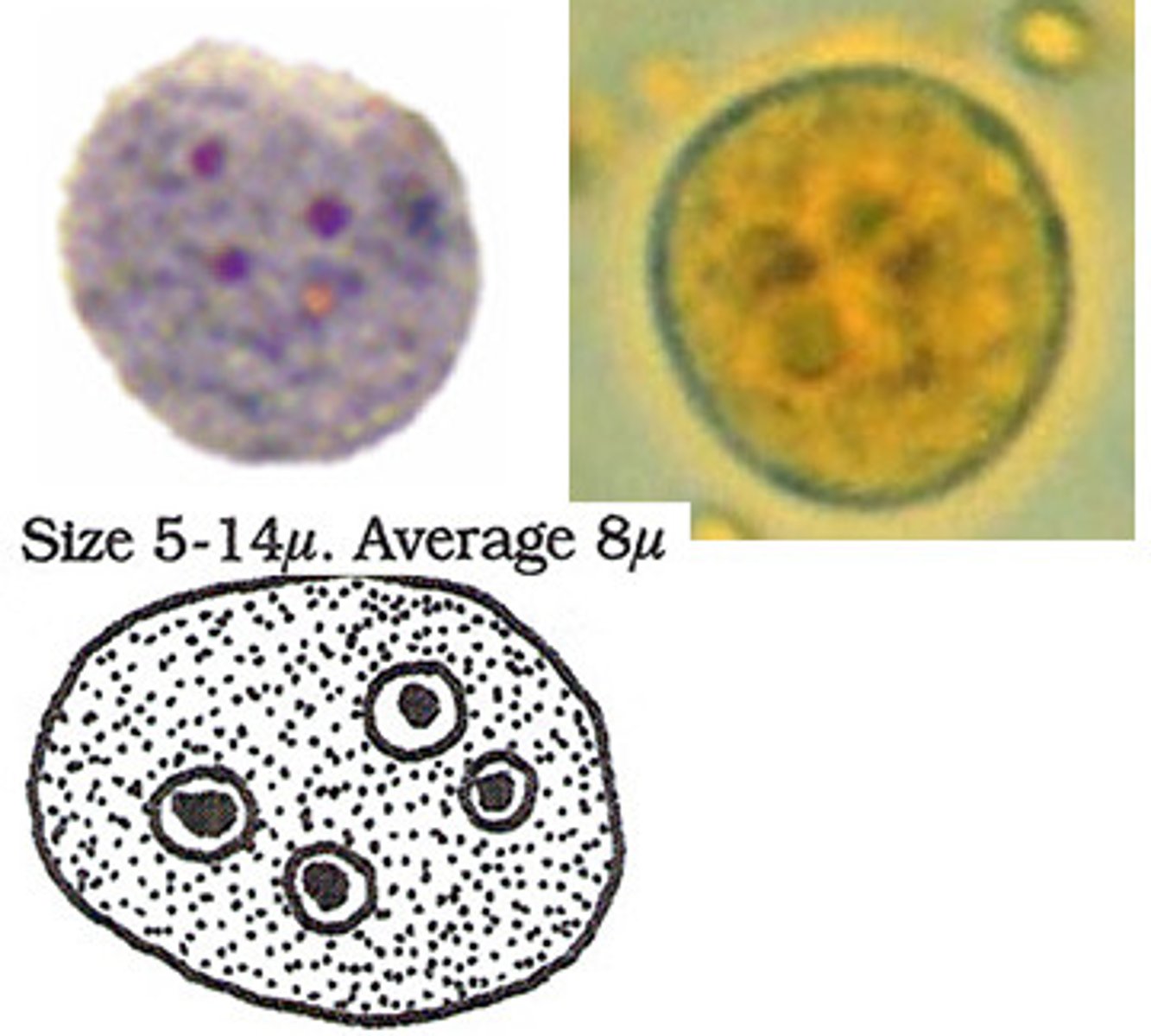 <p>*up to 4 nuclei<br>*ovoid shape</p>