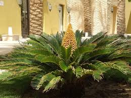 <p>small to medium in size and are often “palm-tree-like”</p>
