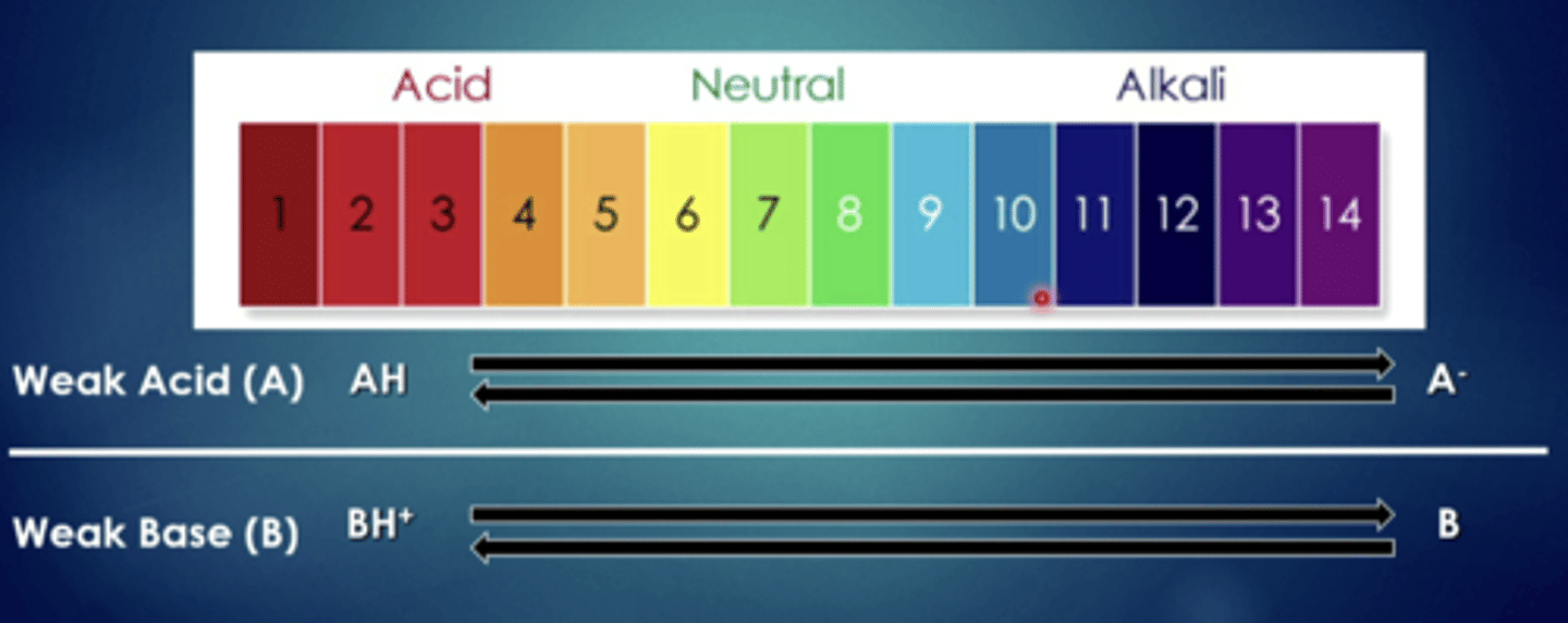 <p>weak bases can cross easily when they are in...</p>