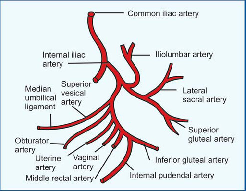 <ol><li><p>Inferior Gluteal</p></li><li><p>Superior Gluteal </p></li><li><p>Internal Pudendal </p></li></ol><p></p>