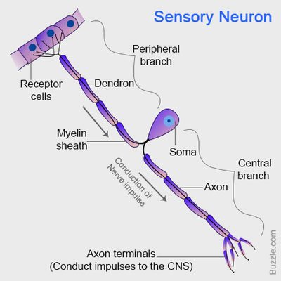 <ul><li><p>Transmit impulses from sensory receptor cell to relay neurone, motor or brain</p></li><li><p>1 dendron, 1 axon, myelin sheath</p></li></ul><p></p>