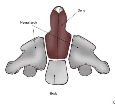 <p>The upward projection of the C2 vertebrae that interacts with C1</p>
