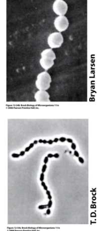 <p><strong>• Some members pathogenic to humans</strong></p><p><strong>• Others have role in dairy industry (buttermilk and silage)</strong></p><p><strong>• Chains of cells.</strong></p><p></p>