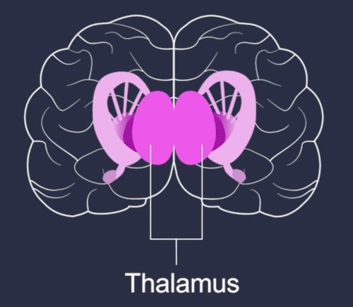 <p>it relays sensory information</p>