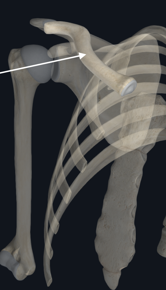 <p>Medial (sternal) end</p><p>Lateral (acromial) end</p><p>Conoid Tubercle</p><p>Costal Tuberosity (impression for costo clavicular ligament)</p><p>Subclavian Groove</p><p>Trapezoid Line</p>