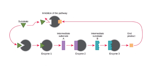 <p>The control of enzyme activity by the cell.</p><p><span>o&nbsp;&nbsp; </span>Regulaor molecule controls shape of enzyme active site</p><ul><li><p>Causes enzyme to fit/not fit depending on what the cell needs</p></li></ul><p><span>EX – oxygen for hemoglobin</span></p>