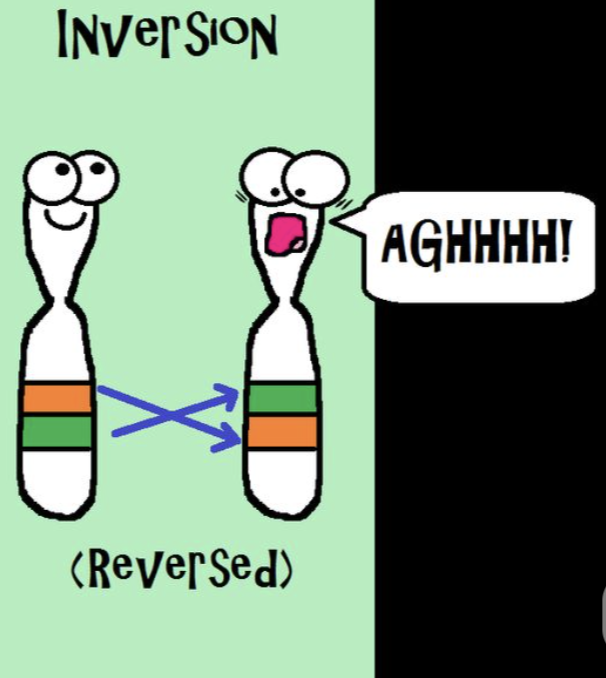 <p>inversion</p>