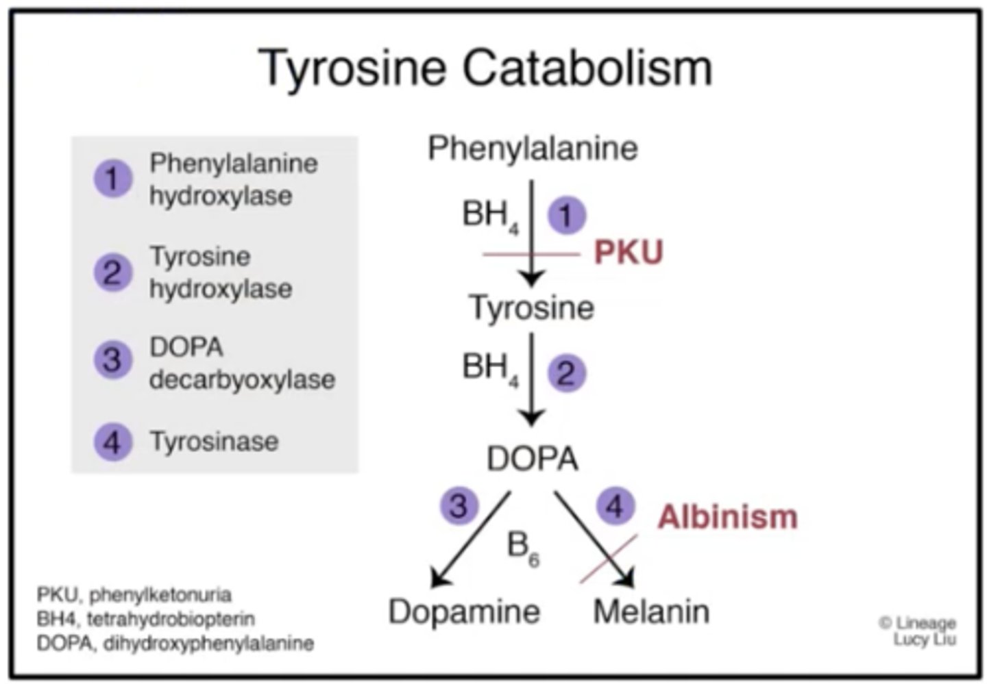 <p>tyrosine <strong>(tyrosinase deficient)</strong></p>