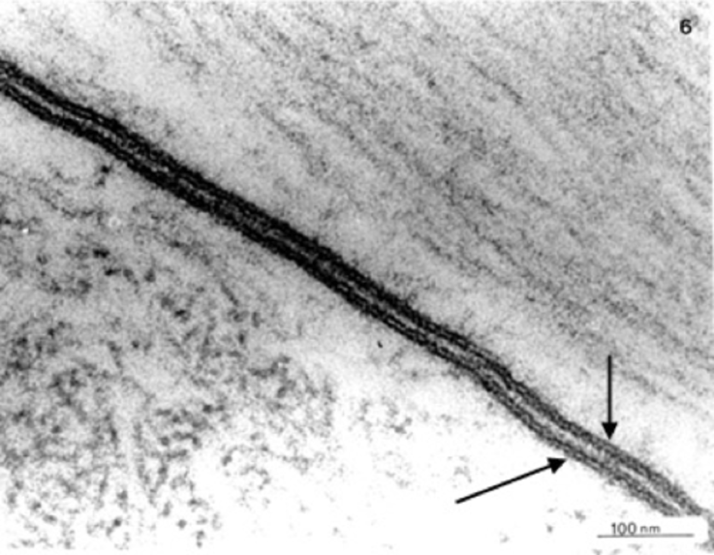 <p>Outer boundary of the cell, regulates entry/exit.</p>