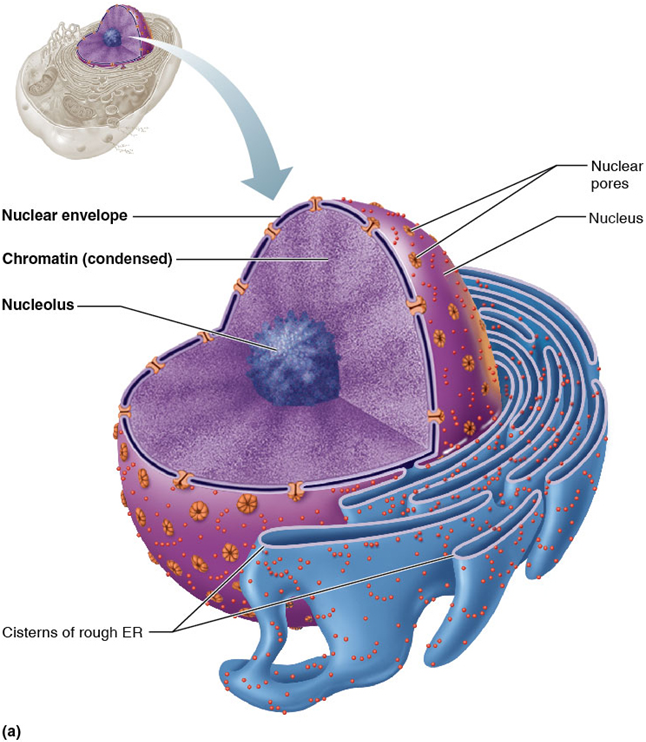 <p>Contains genetic library of blueprints for synthesis of nearly all cellular proteins</p><p><span>The nucleus has three main structures:</span></p><p><span>– Nuclear envelope</span></p><p><span>– Nucleoli</span></p><p><span>– Chromatin</span></p>