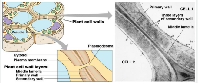 <p>channels through the walls allowing the cytosol of adjacent cells to flow between them (allows transmission of Solutes, water, proteins, RNA)</p>