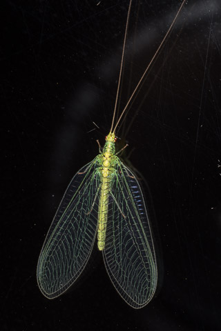 <p>Green Lacewings</p>