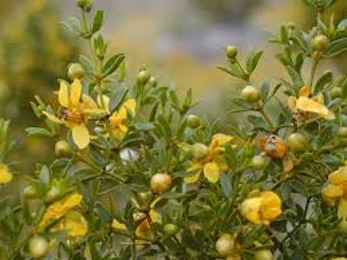 <ul><li><p>only need 1 in of water to flower</p></li></ul><ul><li><p>once pollinated, petals turn ¼ </p></li><li><p>small leaves</p></li><li><p>waxy/resinous coating</p></li><li><p>distinctive odors during/after rain</p></li></ul><p></p>