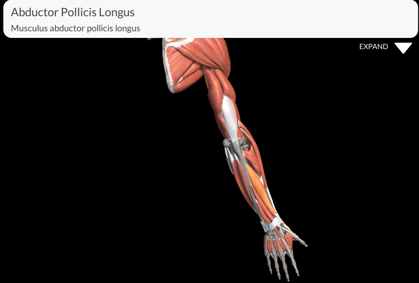<p>Abductor Pollicis Longus</p>