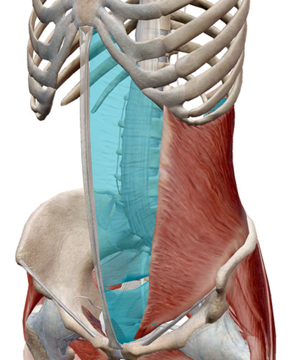 <p>What muscles is this?</p>
