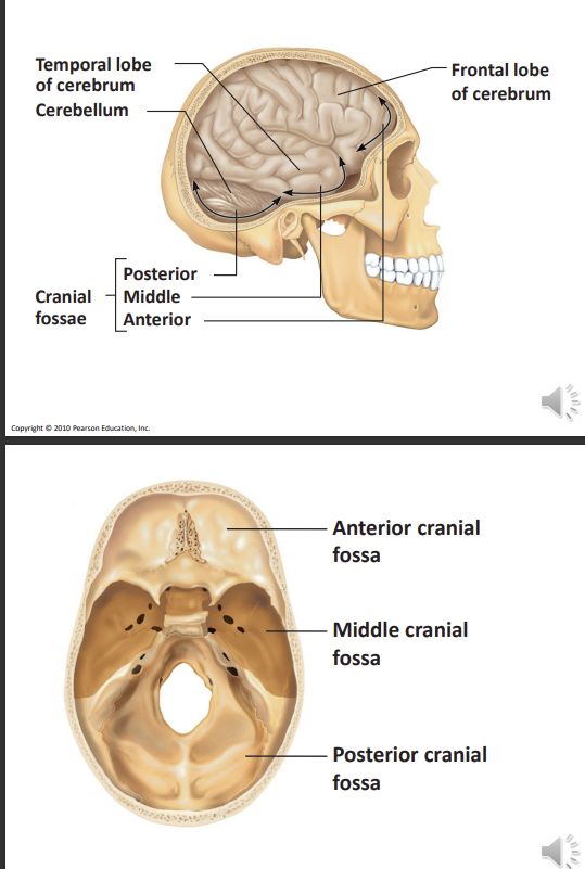 <p>based on the part of the brain located in each cavity</p><p>anterior cranial fossa - forebrain</p><p>middle cranial fossa - midbrain</p><p>posterior cranial fossa - hindbrain</p>