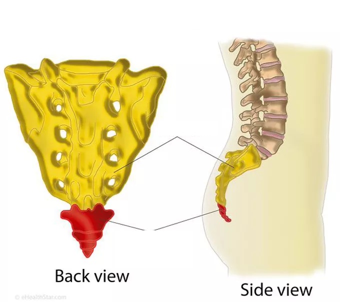 <p>Which bone is highlighted in red? and how many bones here are fused?</p>