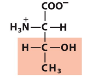 <p>Thr, T</p><p>Hydrophilic/Polar</p>