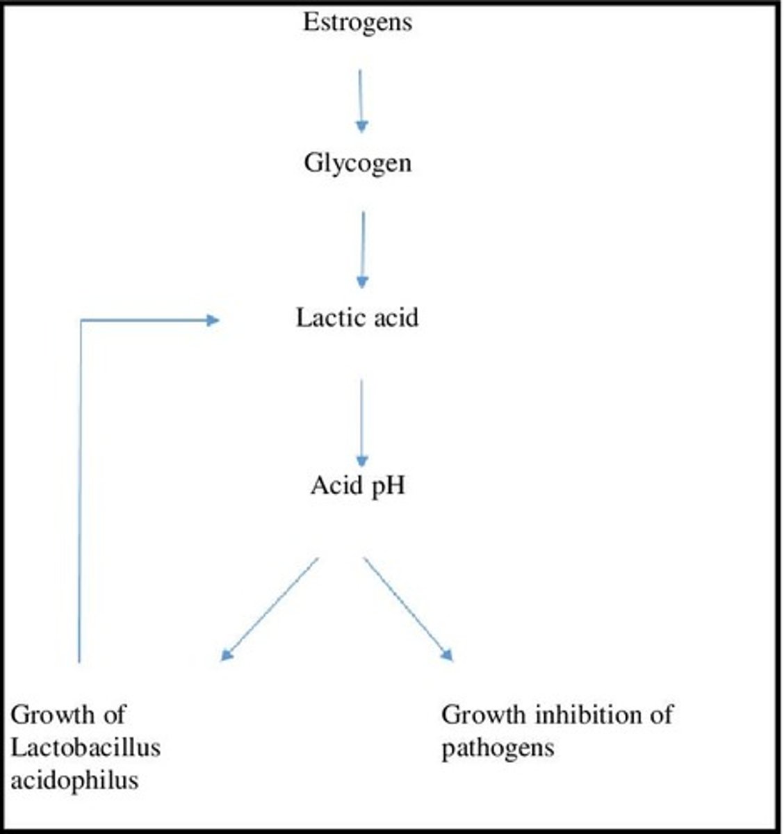 <p>Bacteria fermenting glycogen to lower vaginal pH.</p>