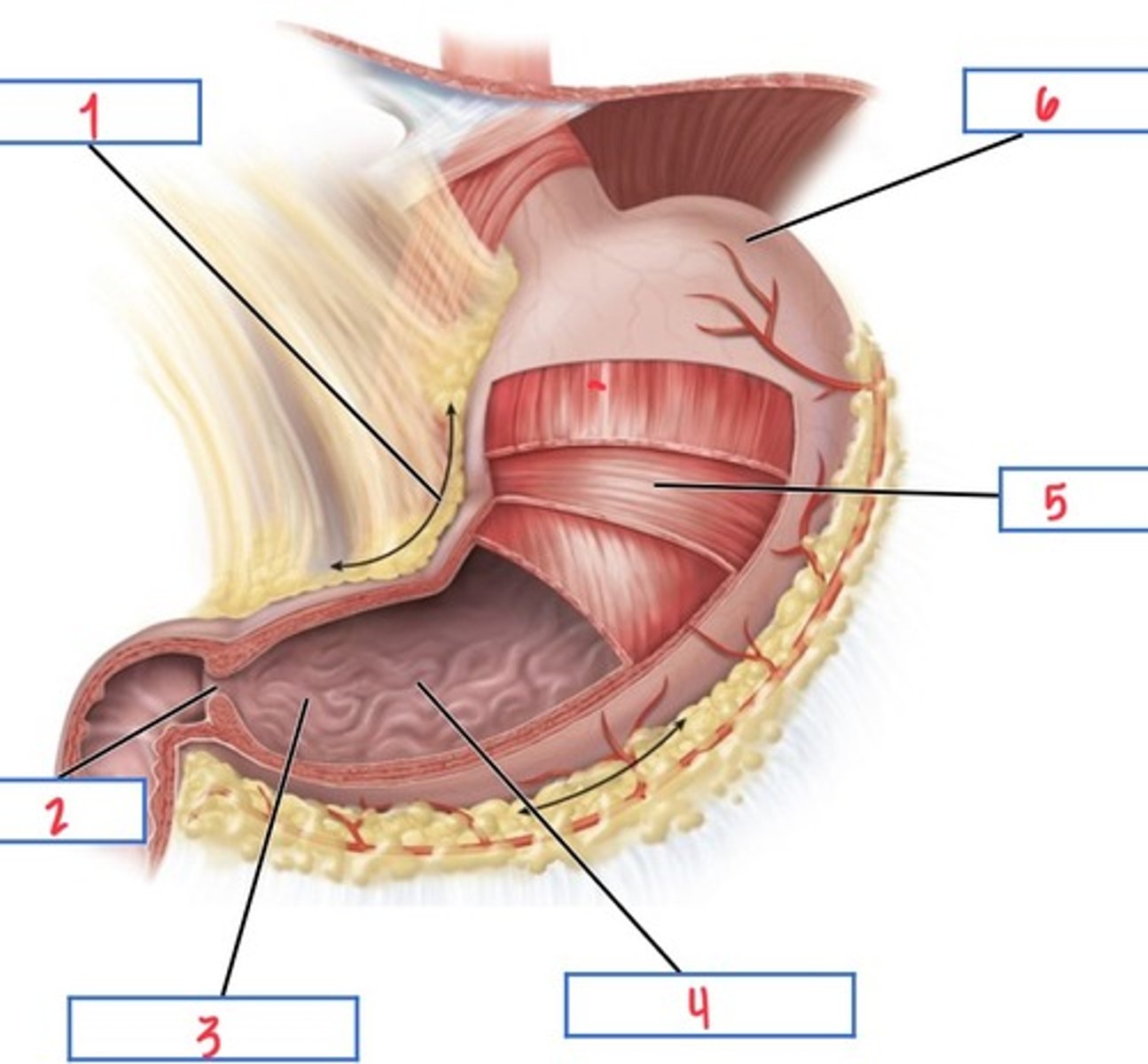 <p>What structure associated with the stomach is 3?</p>