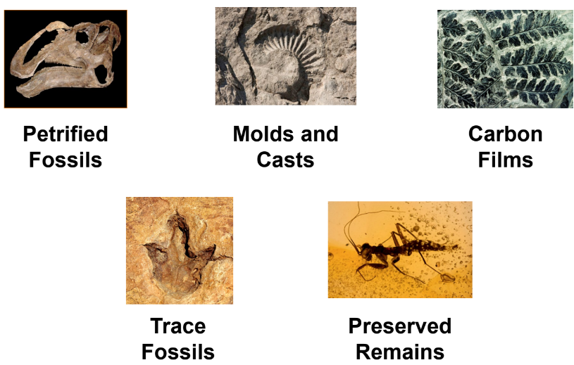 <p>Petrified:</p><ul><li><p>The word “petrified” means “turning into stone.”</p></li><li><p>Petrified fossils form when minerals replace all or part of an organism.</p></li><li><p>Water is full of dissolved minerals. It seeps through the layers of sediment to reach the dead organism. When the water evaporates, only the hardened minerals are left behind.</p></li></ul><p>Mold/ cast</p><ul><li><p>A mold forms when hard parts of an organism are buried in sediment, such as sand, silt, or clay.</p></li><li><p>The hard parts completely dissolve over time, leaving behind a hollow area with the organism’s shape.</p></li><li><p>A cast forms as the result of a mold.</p></li></ul><p>Carbon film</p><ul><li><p>When an organism dies and is buried in sediment, the materials that make up the organism break down.</p></li><li><p>Eventually, only carbon remains.</p></li><li><p>The thin layer of carbon left behind can show an organism’s delicate parts, like leaves on a plant.</p></li></ul><p>Trace - Trace fossils show the activities of organisms.</p><p>Preserved remains:</p><ul><li><p>Amber</p></li><li><p>Tar</p></li><li><p>Ice</p></li></ul>