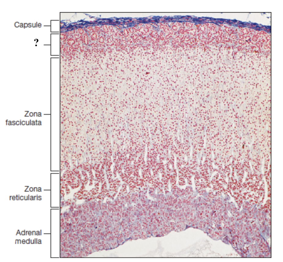 <p>thin outer zone, cells arranged in small, round clusters nearest to the adrenal capsule</p>