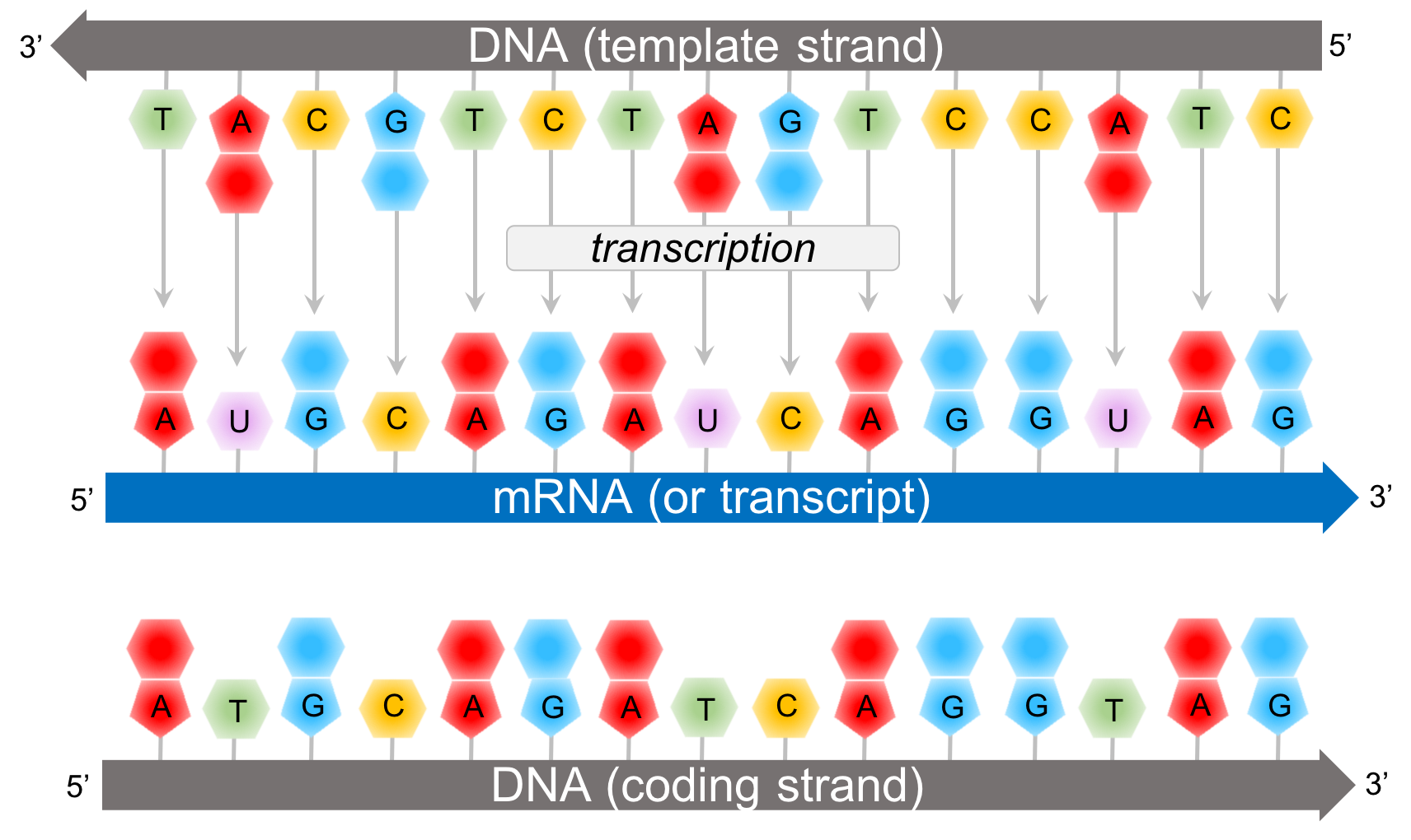 <ol><li><p>Template strand of DNA is usually 3’-XXX-5’</p></li><li><p>mRNA is <strong><span style="color: yellow">always</span></strong> 5’-XXX-3’</p></li></ol>