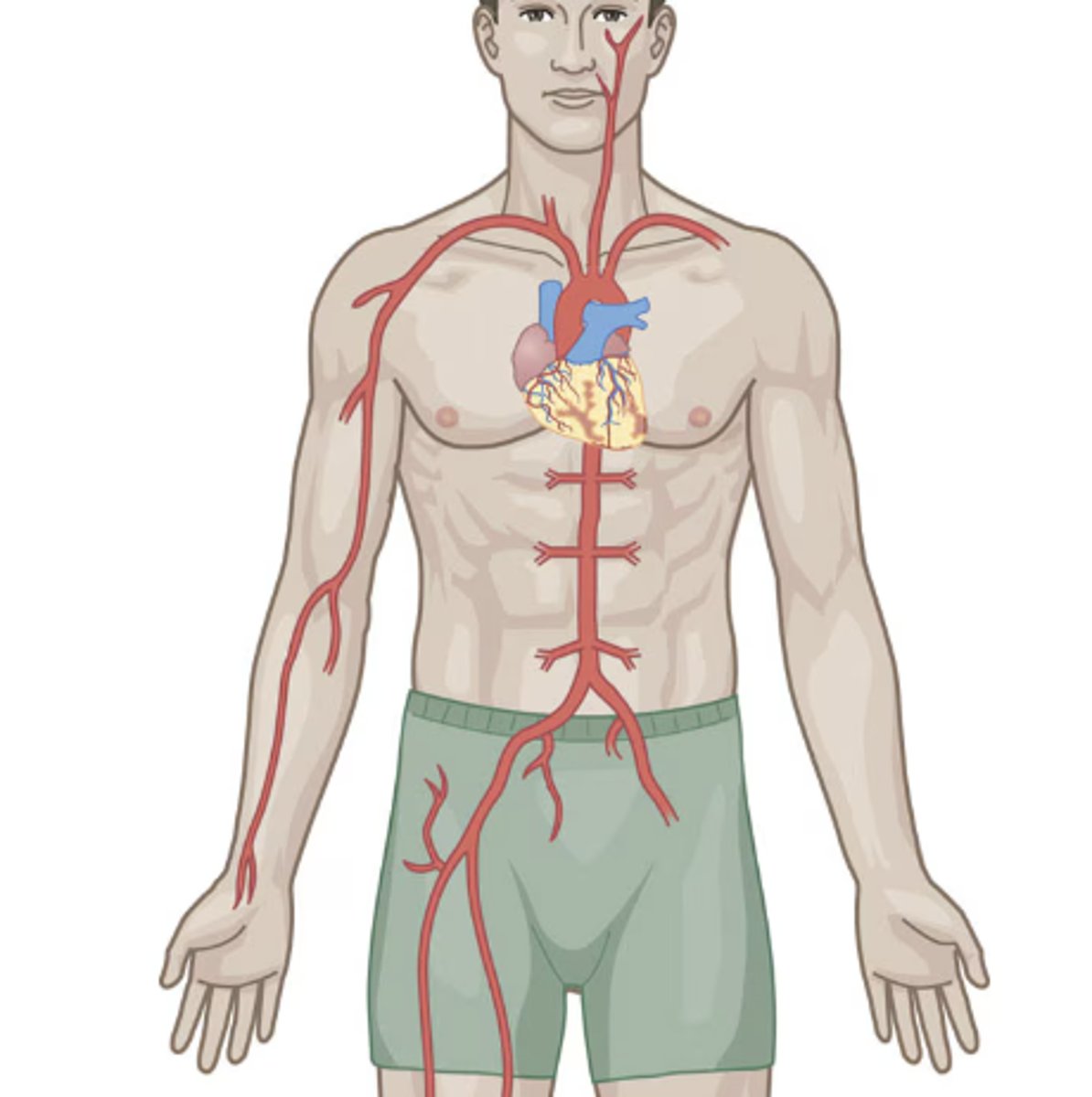 <p>A system of the body, also known as the circulatory system, that transports blood to tissues of the body</p>