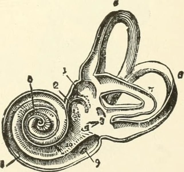 <p>The innermost part of the ear, containing the cochlea, semicircular canals, and vestibular sacs.</p>