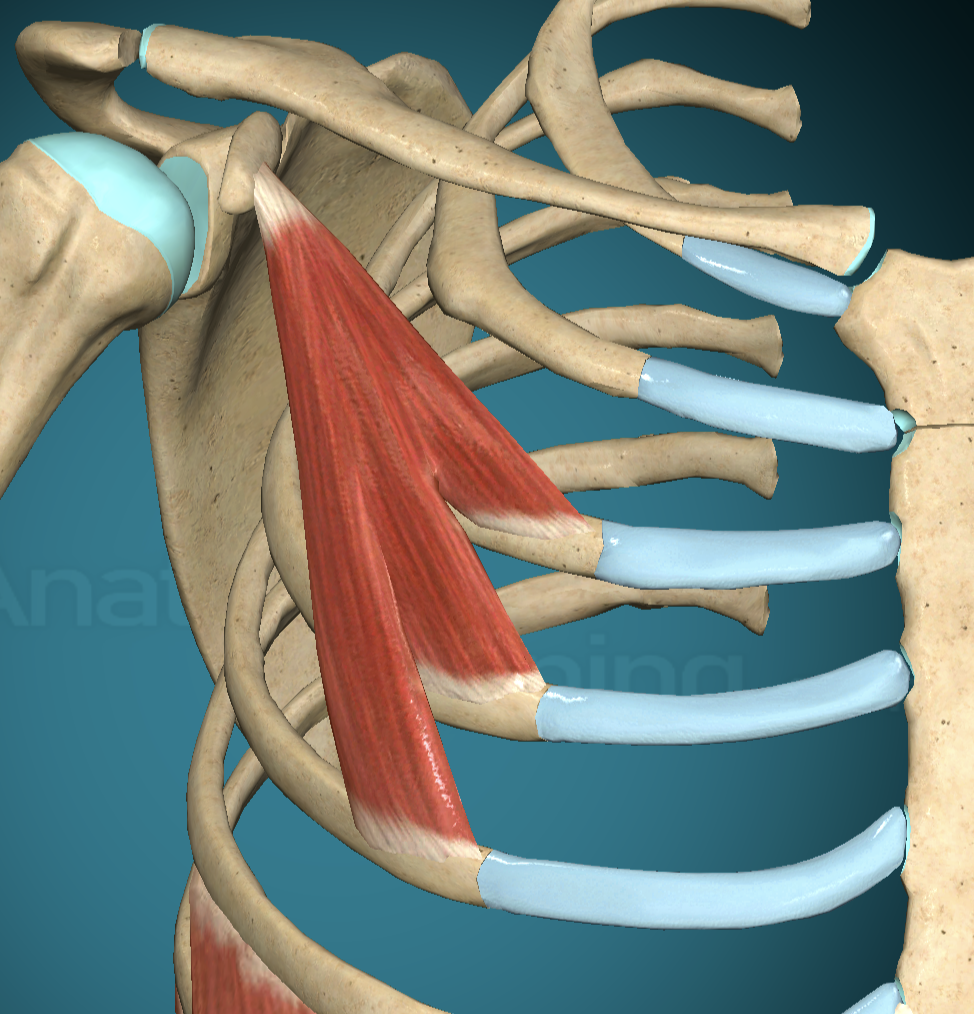 <p>Pectoralis Minor Main Action</p>