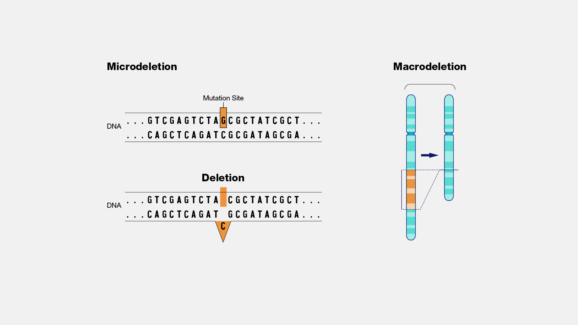 <p>a piece of the chromosome is lost in the developmental process</p>