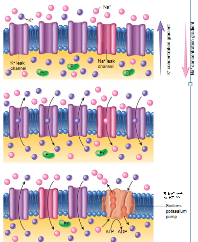 <ul><li><p>NOTE- There is also a <em><u>Na+ Leak Channel</u></em>. This channel is important in the “pacemaker” of the heart as it promotes the rhythmic impulse of the heart (specifically in the sino-atrial node)- <strong>Vagus (X)- parasym; Heart rate??</strong></p><ul><li><p>Na+ leak channel leaks Na+ in… voltage gated calcium in terms of pacemaker’s depolarization</p></li><li><p>vagus nerve: instead of beating twice per second (120 bpm in adults, too high), it beats once… good for us </p></li><li><p>parasympathetic fiber to pacemaker of the heart, going to slow it down (vagal tone)</p></li><li><p>vagal means to wander… vagus goes all over the place </p></li></ul></li></ul><p></p>
