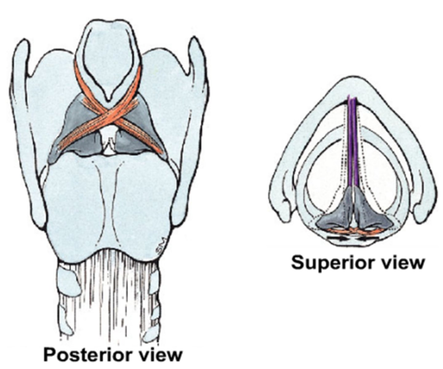 <p>look: x-shaped</p><p>function: contributes to arytenoid rocking (pitch control)</p>