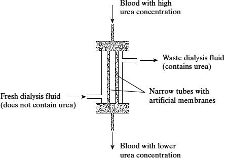 <p><span><span>A dialysis machine contains artificial membranes which enable urea to be removed from the blood of a person with kidney failure. The diagram shows a dialysis machine. </span></span></p><p><span style="font-family: Arial, sans-serif; line-height: 107%;"><span>The blood and the dialysis fluid flow in opposite directions in the dialysis machine. Explain the advantage of this. (2) </span></span></p>