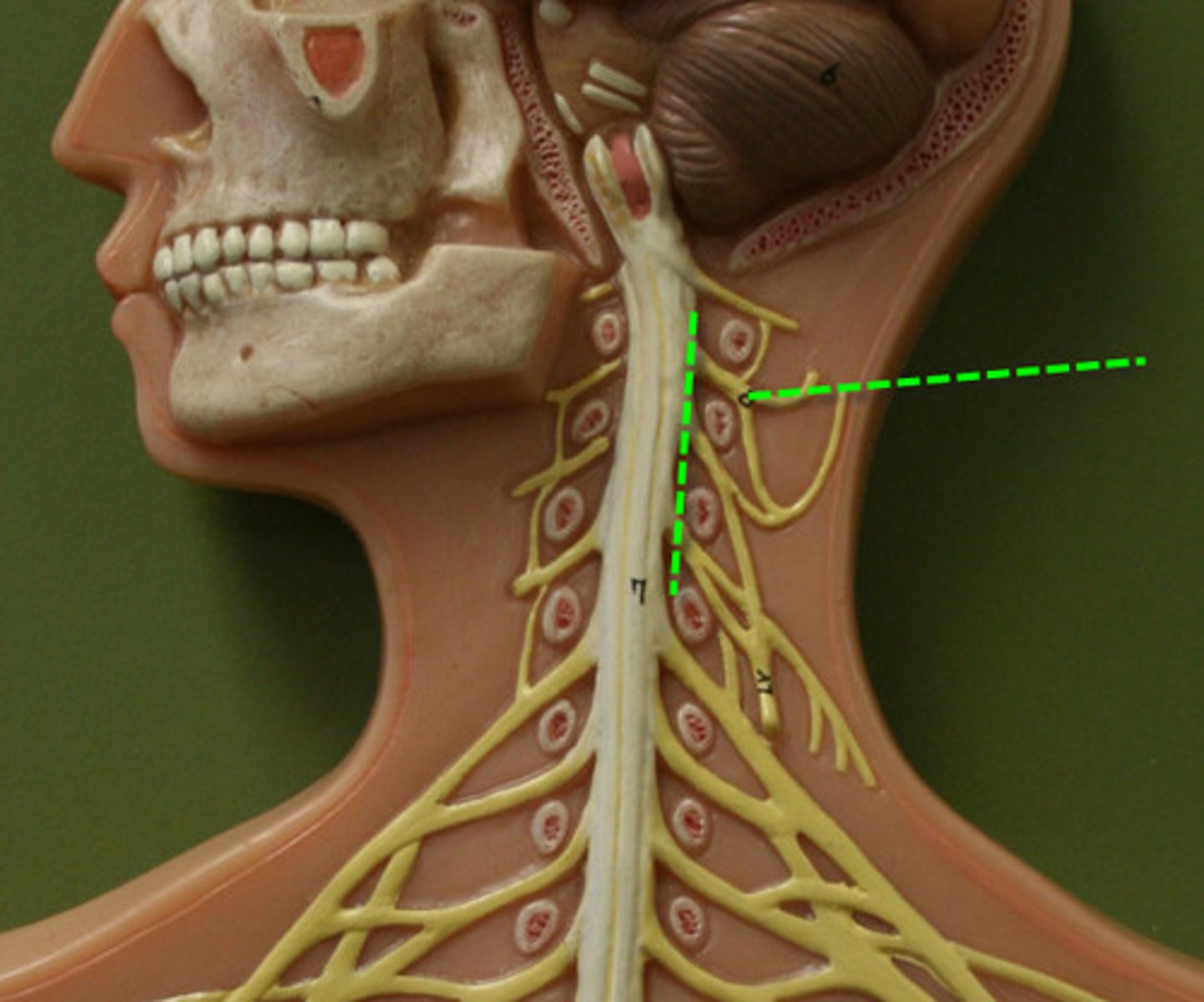 <p>supplies neck and phrenic nerve to the diaphragm</p>