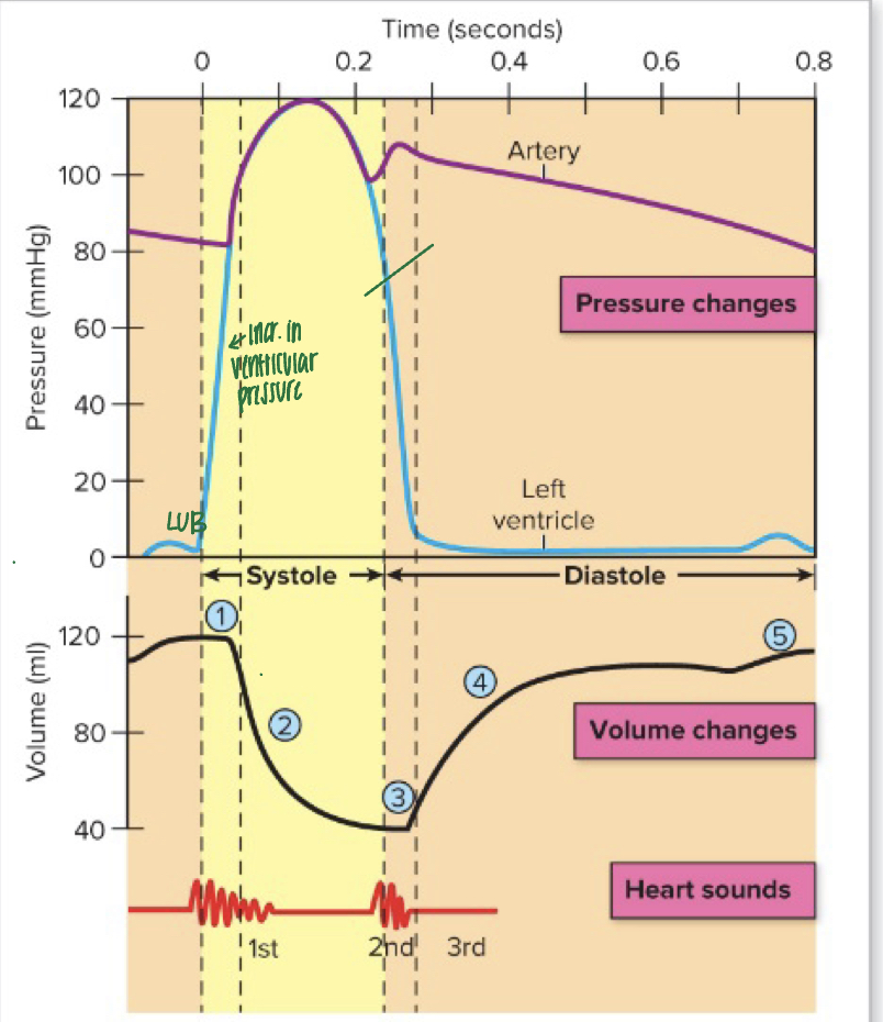 <p>SYSTOLE</p><ul><li><p>contract, but volume stays the same</p></li><li><p>ventricles begin to contract, causing intraventricular pressure to RISE</p></li><li><p>AV valves snap SHUT(LUB- and ventricular contraction) --&gt; first sound heard</p></li><li><p>ventricles are neither filling with blood nor ejecting blood (SL valves not open yet)</p></li><li><p>both valves are shut, which is causing the pressure to rise</p></li></ul>