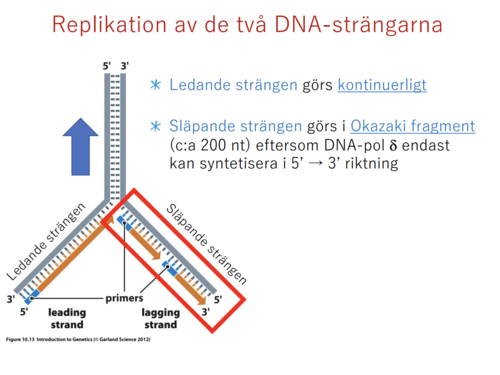 <p>Den ena strängen, den s.k. ledande strängen syntetiseras i ett svep, utan avbrott. På den andra strängen, den s.k. släpande strängen (eng. lagging strand), syntetiseras nytt DNA i korta stycken, som i efterhand binds samman.</p>