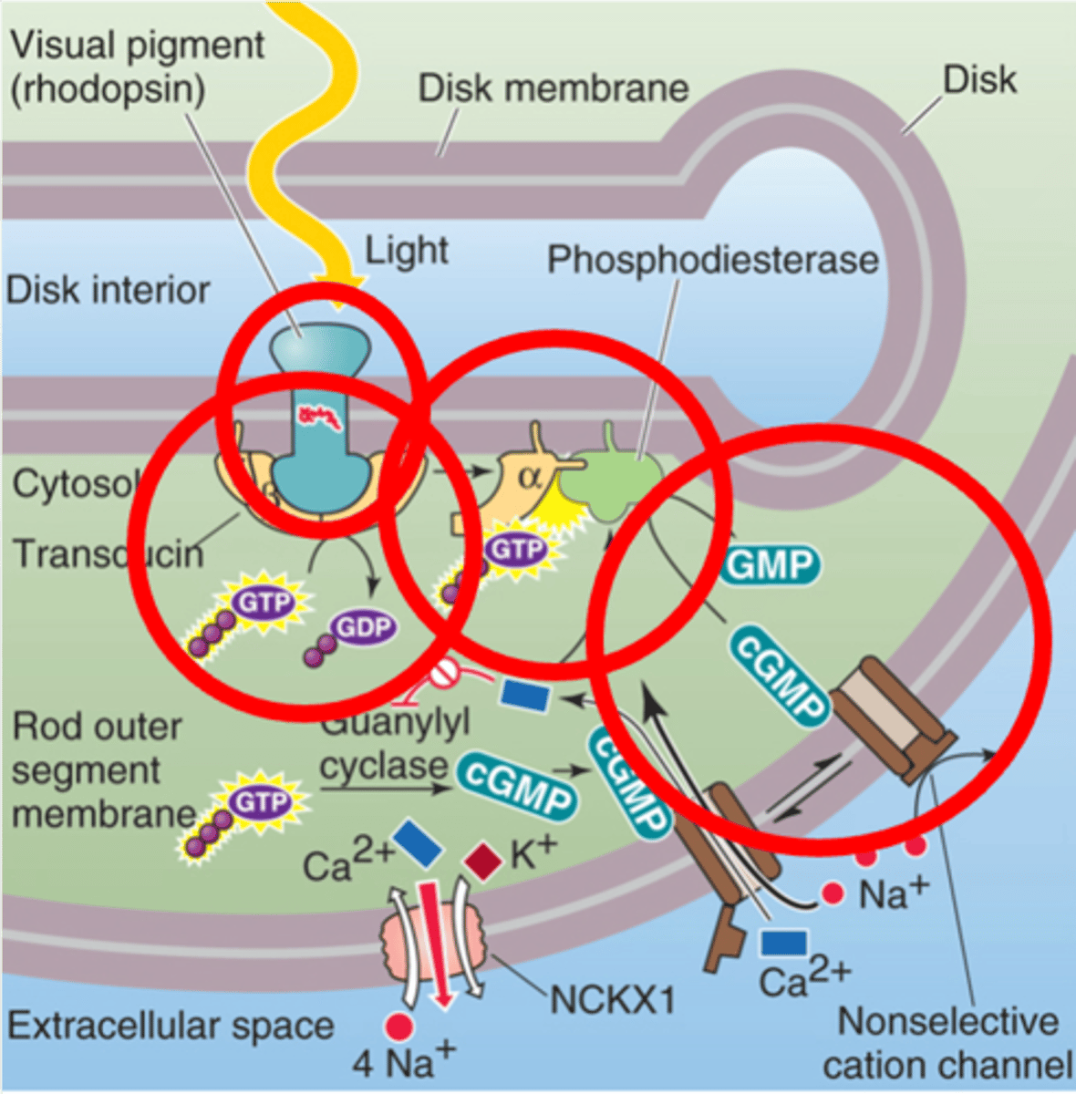 <p>______________ is activated by light</p>